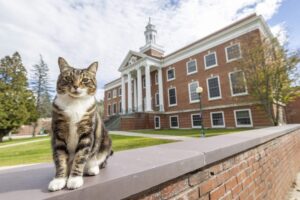 Pic of Max the Cat from the Castleton campus.